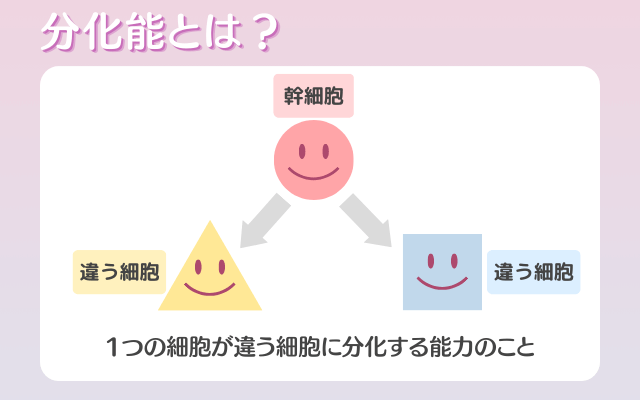 分化能