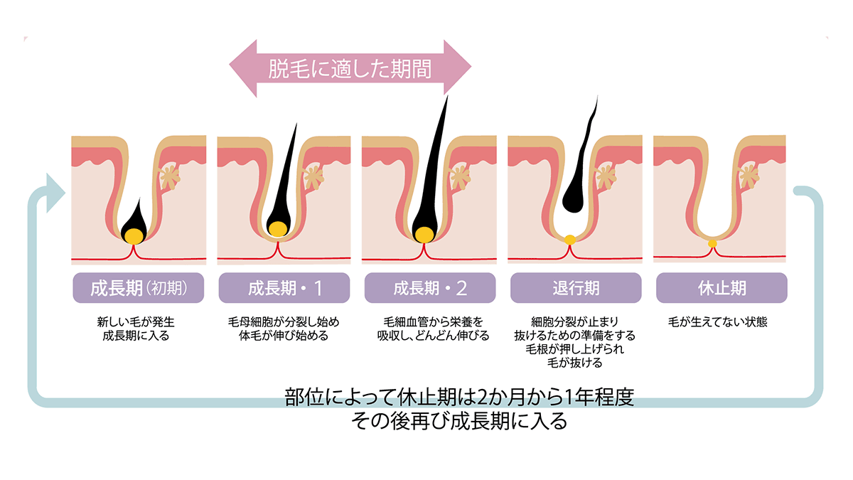 毛周期のイメージ